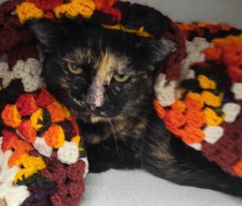 Zelda -  Domestic Short Hair Cat for Adoption in Bloomington, Indiana - Zelda | PetCurious
