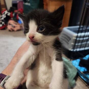 Lexi -  Domestic Short Hair Cat for Adoption in Oak Grove, Minnesota - Lexi | PetCurious