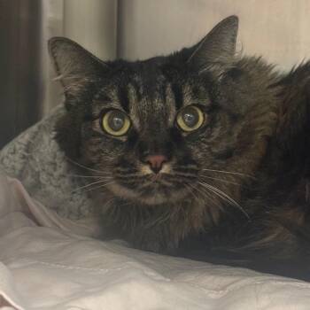 Lush - Fluffy Sweetheart -  Domestic Long Hair Cat for Adoption in Flagstaff, Arizona - Lush - Fluffy Sweetheart | PetCurious
