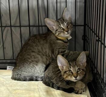 Wookie & Sydney -  Domestic Short Hair Cat for Adoption in Westfield, Massachusetts - Wookie & Sydney | PetCurious