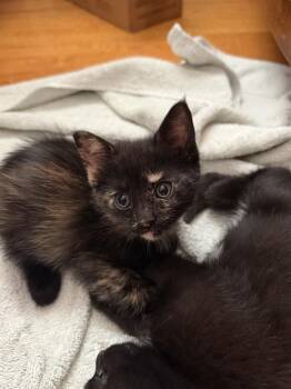 Hattie -  Domestic Short Hair Cat for Adoption - Hattie | PetCurious