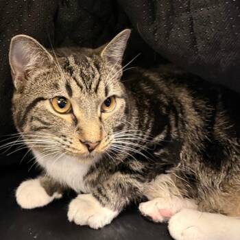 Domestic Short Hair Cats Available for Adoption - Josie | PetCurious
