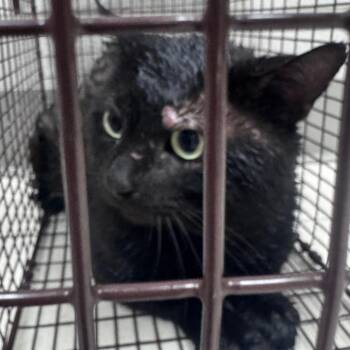Domestic Short Hair Cats Available for Adoption in Lufkin, Texas - Salem | PetCurious