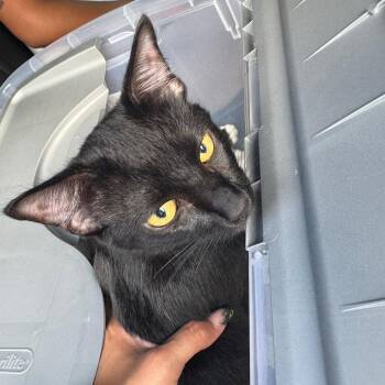 Loki -  Domestic Short Hair Cat for Adoption in West Palm Beach, Florida - Loki | PetCurious