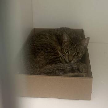 Domestic Short Hair Cats Available for Adoption in Philadelphia, Pennsylvania - Lala Loopsy | PetCurious