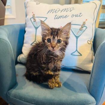 Vicki -  Domestic Medium Hair Cat for Adoption in La Grange, Kentucky - Vicki | PetCurious