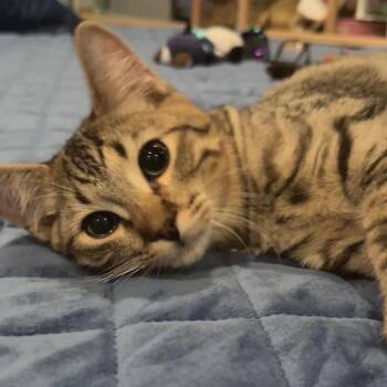 Big Mac -  Domestic Short Hair Cat for Adoption in Los Angeles, California - Big Mac | PetCurious