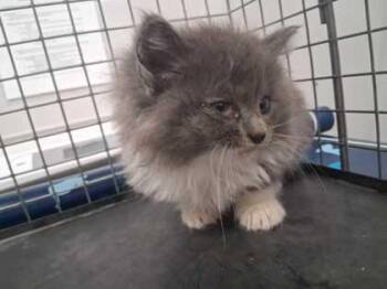 Taco -  Domestic Medium Hair and Domestic Short Hair Cat Available for Adoption in Sevierville, Tennessee - Taco | PetCurious