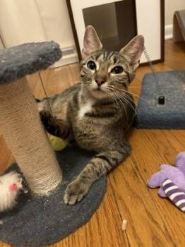 Pooh Bear -  Domestic Medium Hair and Domestic Short Hair Cat for Adoption in Fishers, Indiana - Pooh Bear | PetCurious