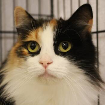 Cali -  Calico Cat for Adoption in Yucca Valley, California - Cali | PetCurious