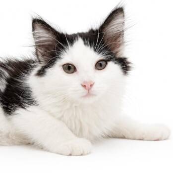 Mario (Andretti) will race into your heart with all his poofines -  Ragdoll and Turkish Van Cat for Adoption in Bedford Hills, New York - Mario (Andretti) Will Race Into Your Heart With All His Poofines | PetCurious