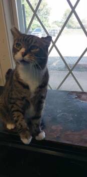 Rescue Domestic Short Hair Cats for Adoption in Liberty, New York - Linus | PetCurious