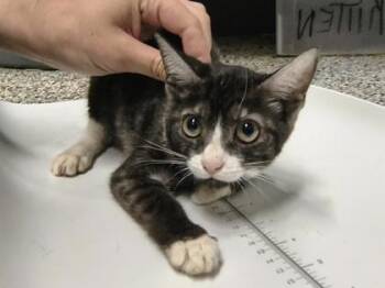 Mary $75 -  Domestic Short Hair Cat for Adoption in Seneca, South Carolina - Mary $75 | PetCurious