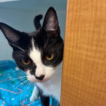 Domestic Short Hair Cats Available for Adoption - Johnny | PetCurious