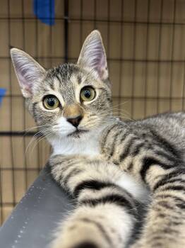 Thorne -  Domestic Short Hair and Tabby Cat for Adoption in Columbia, South Carolina - Thorne | PetCurious
