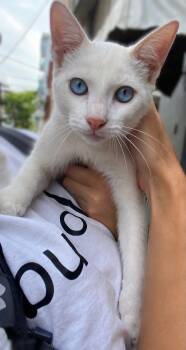PAUL -  Domestic Short Hair Cat for Adoption in San Juan, San Juan - PAUL | PetCurious
