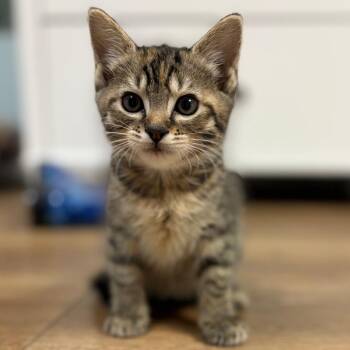 Mercury -  Domestic Short Hair Cat for Adoption in Birmingham, Alabama - Mercury | PetCurious