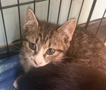 Frankie -  Domestic Short Hair Cat for Adoption in Hudson, New York - Frankie | PetCurious