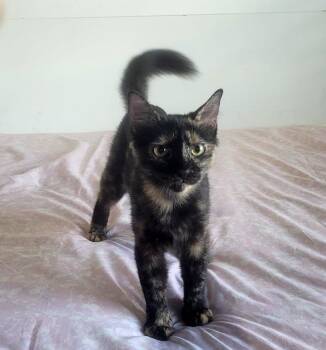 Amelia -  Tortoiseshell Cat for Adoption in San Juan, San Juan - Amelia | PetCurious