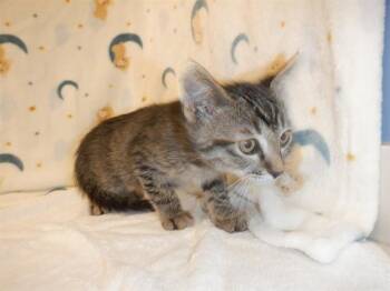 A1410272 -  Domestic Short Hair Cat for Adoption in San Jose, California - A1410272 | PetCurious