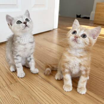 Tarvos & Hippocamp -  Scottish Fold and British Shorthair Cat for Adoption - Tarvos & Hippocamp | PetCurious