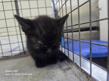 DORITO -  Domestic Short Hair Cat for Adoption in Orlando, Florida - DORITO | PetCurious
