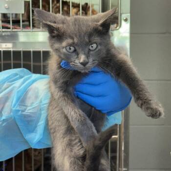 Ferrero Rocher -  Domestic Short Hair Cat for Adoption in Indianapolis, Indiana - Ferrero Rocher | PetCurious
