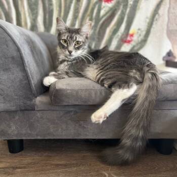 Rescue Domestic Short Hair Cats for Adoption in Youngtown, Arizona - Blossom | PetCurious