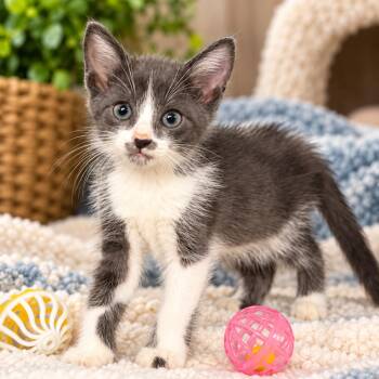 Aster K46441 -  Domestic Medium Hair Cat for Adoption in Corsicana, Texas - Aster K46441 | PetCurious