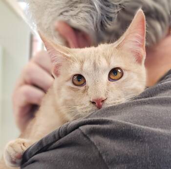 Domestic Short Hair Cats Available for Adoption - Lucas | PetCurious