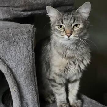 Melody -  Domestic Medium Hair Cat Available for Adoption - Melody | PetCurious