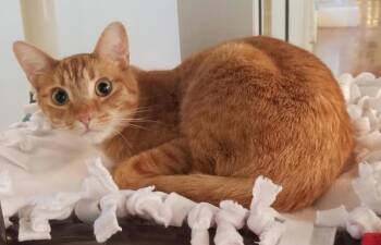 Cheeto -  Domestic Short Hair Cat for Adoption in Dublin, California - Cheeto | PetCurious