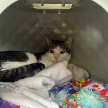 Coraline (Snowball) -  Domestic Short Hair Cat for Adoption in Spokane, Washington - Coraline (Snowball) | PetCurious