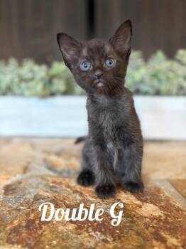 Double G -  Domestic Short Hair Cat for Adoption in Sebastian, Florida - Double G | PetCurious