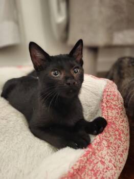 Lars -  Domestic Short Hair Cat for Adoption in Millcreek, Utah - Lars | PetCurious