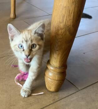 Nutter - A Handsome Siamese with a Playful Streak -  Siamese Cat for Adoption in Prescott, Arizona - Nutter - A Handsome Siamese With A Playful Streak | PetCurious