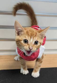 Hula -  Domestic Short Hair Cat for Adoption in Cape Coral, Florida - Hula | PetCurious