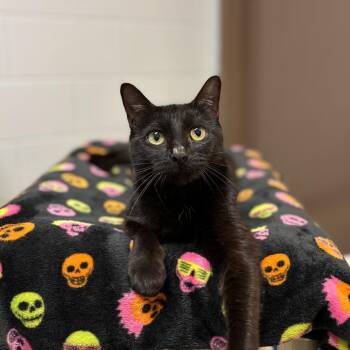 Pamela -  Domestic Short Hair Cat for Adoption in Fargo, North Dakota - Pamela | PetCurious
