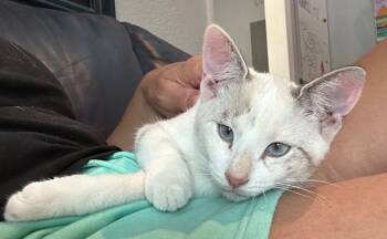 Rescue Siamese Cats for Adoption in Austin, Texas - Estelle | PetCurious
