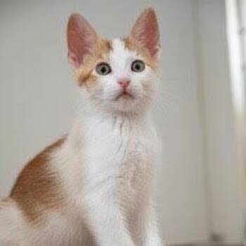 Violet -  Domestic Short Hair Cat for Adoption in Oakland, California - Violet | PetCurious