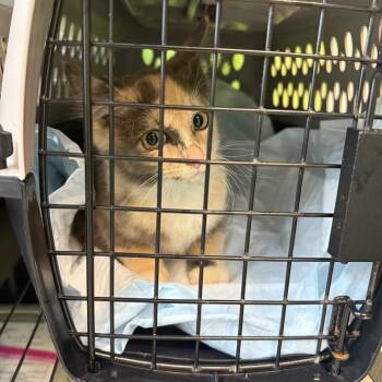 Sarah -  Domestic Short Hair Cat for Adoption in Emporia, Kansas - Sarah | PetCurious
