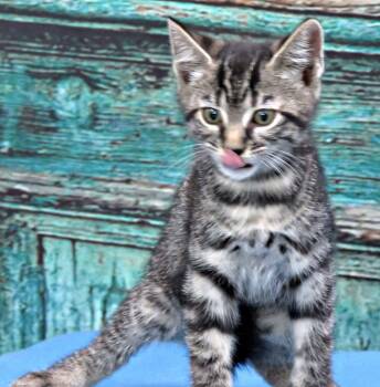 Mozart -  Domestic Short Hair Cat for Adoption in Lexington, Virginia - Mozart | PetCurious