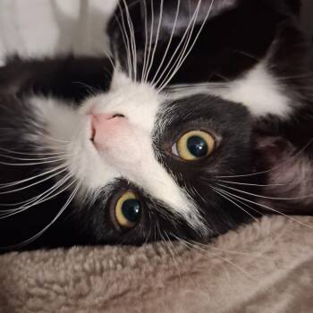 Hermes -  Domestic Short Hair Cat for Adoption - Hermes | PetCurious
