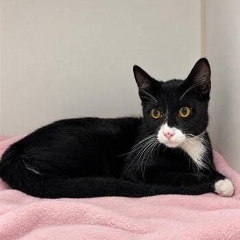 Maple -  Domestic Short Hair Cat for Adoption in Long Beach, California - Maple | PetCurious