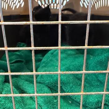Pacific -  Domestic Short Hair Cat for Adoption in Newark, New Jersey - Pacific | PetCurious