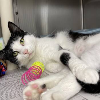 April -  American Shorthair Cat for Adoption in North Kingstown, Rhode Island - April | PetCurious