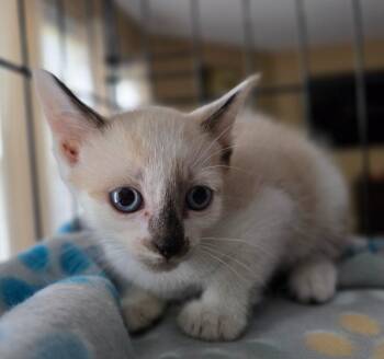 Skettles -  Siamese Cat for Adoption in Buford, Georgia - Skettles | PetCurious