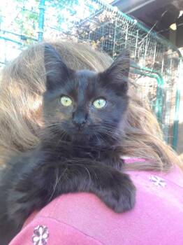 Rescue Domestic Long Hair Cats for Adoption in Millerton, Pennsylvania - Mary Shelley | PetCurious