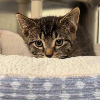 Pepto Bismol -  Domestic Short Hair Cat for Adoption in York, Pennsylvania - Pepto Bismol | PetCurious