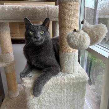 Domestic Short Hair Cats Available for Adoption - Confetti | PetCurious